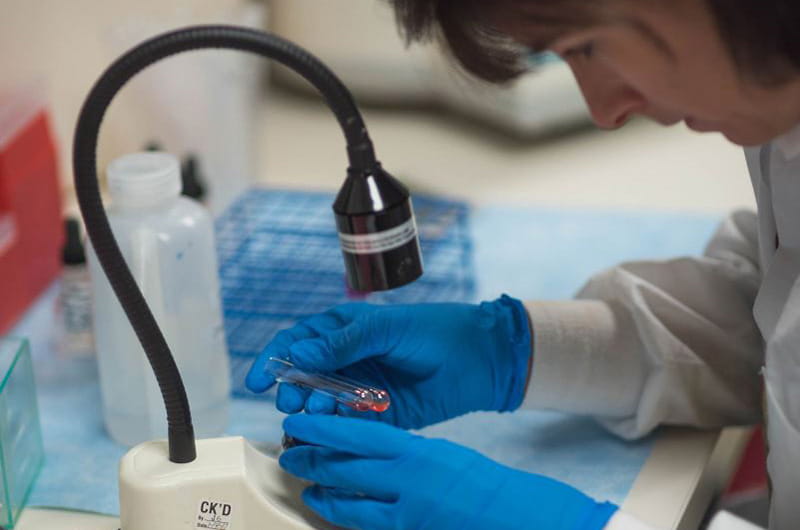 A researcher at work in the lab