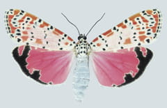 Selection from the UH Art Collection