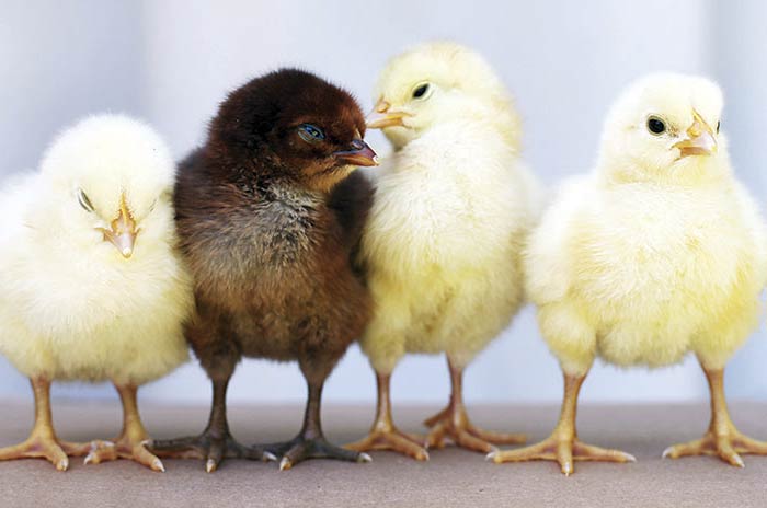 How Your Child Can Avoid Germs at the Petting Zoo