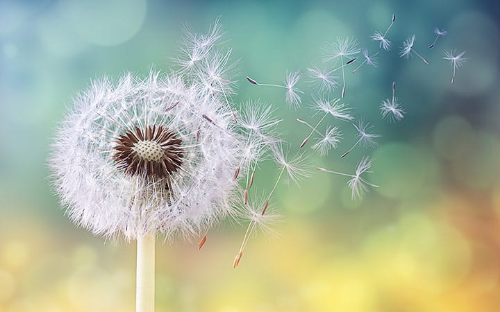 Dandelion seeds in the sunlight blowing away across a fresh green morning