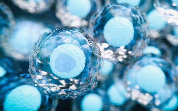 Cluster of stem cells