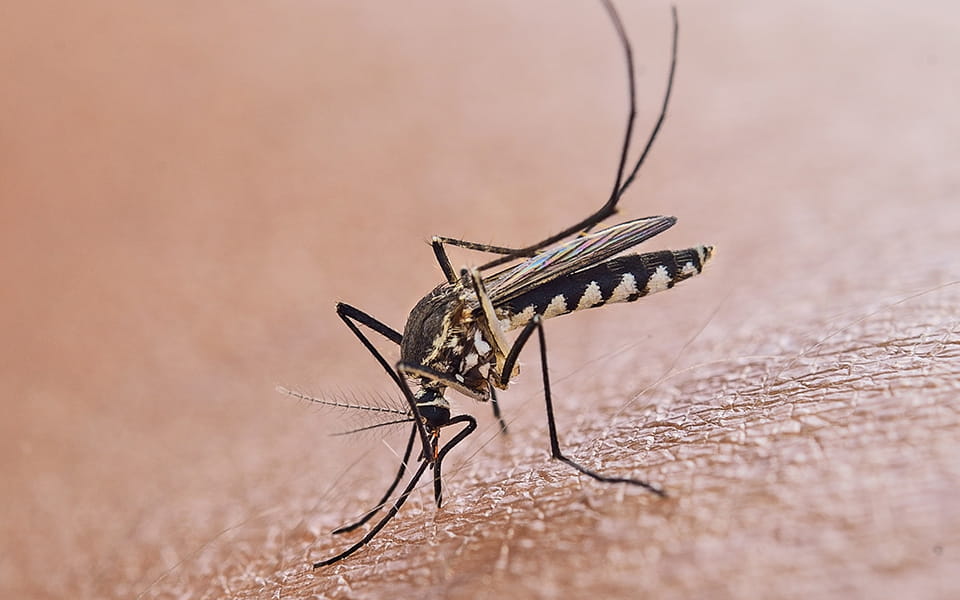 Close-up of mosquito biting a person's forearm