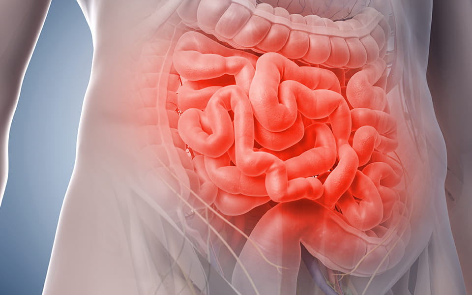 Illustration of gastrointestinal tract