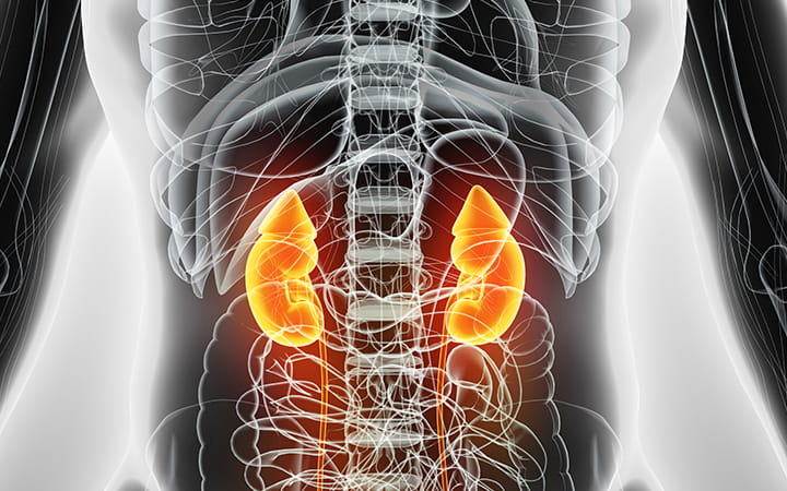 kidneys