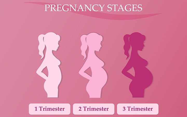 pregnancy stages