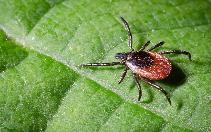 ticks