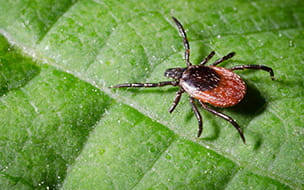 How Ticks Find You and Spread Disease
