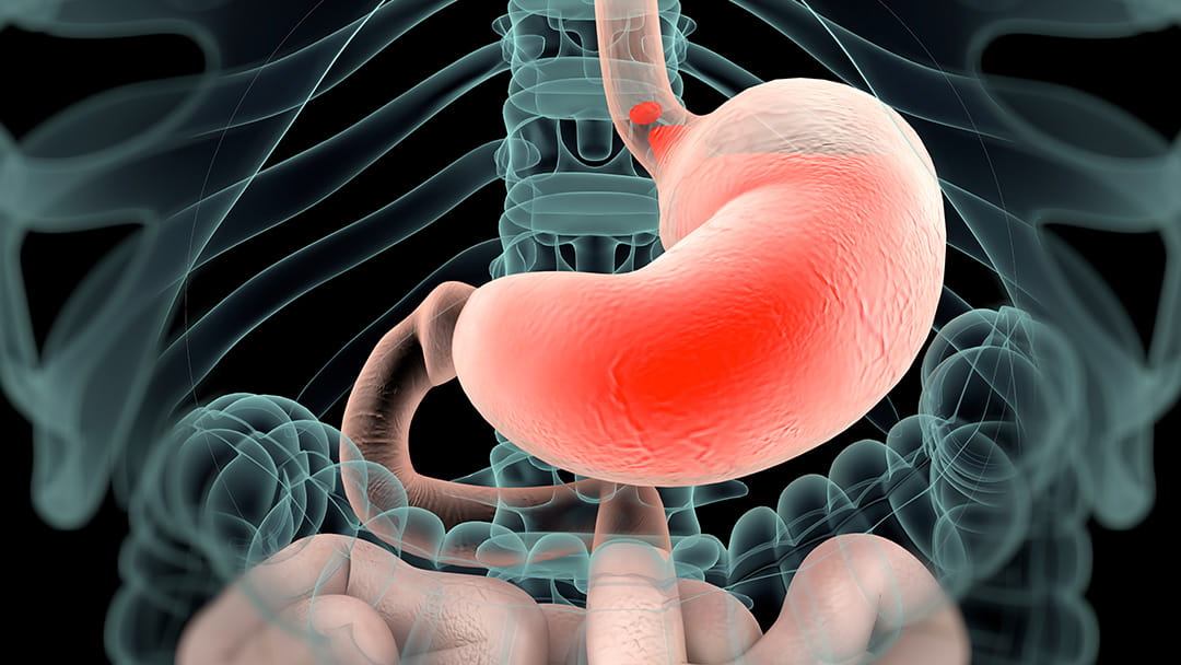 illustration of stomach within the abdominal cavity
