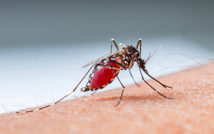 blood-gorged mosquito on skin