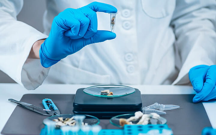 Laboratory technician holding a micro dose of psilocybin