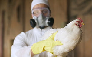 Deadly Bird Flu Strain Doesn’t Spread Easily to Humans
