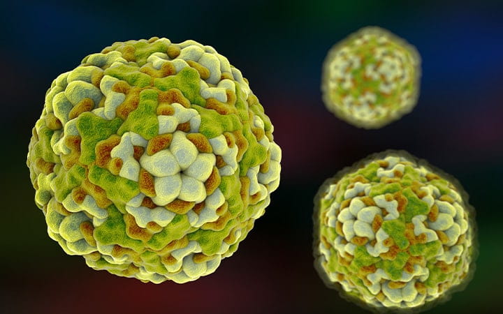 Enterovirus under a microscope