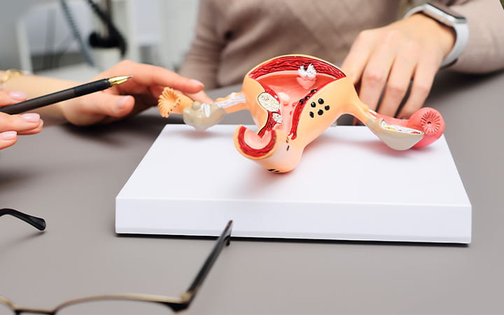 model of uterus and fallopian tubes