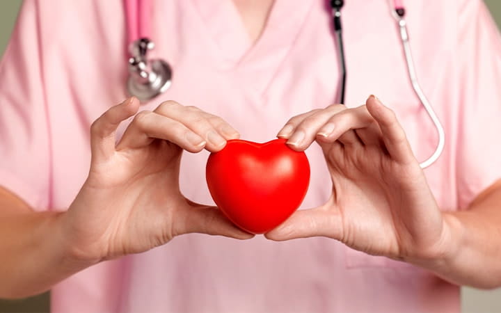 A cardiologist holds a model heart