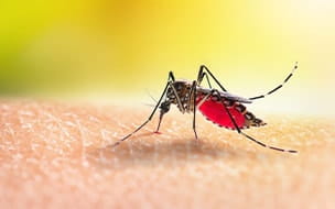 What to Know About Malaria After Cases Found in U.S.