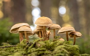 Foraging? Mushroom Poisonings on the Rise