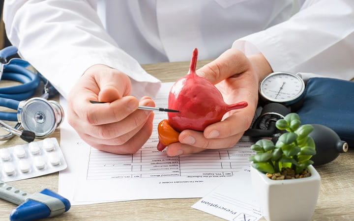 Doctors holds model of bladder
