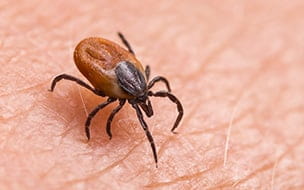 Lyme Disease: Why Early Treatment Matters