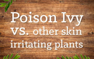 Poison Ivy versus Other Skin-Irritating Plants