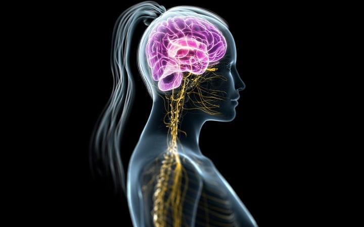 Image of brain and spine