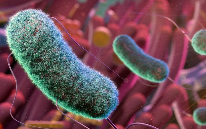 Intestinal bacteria