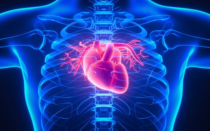 Illustration of the human circulatory system