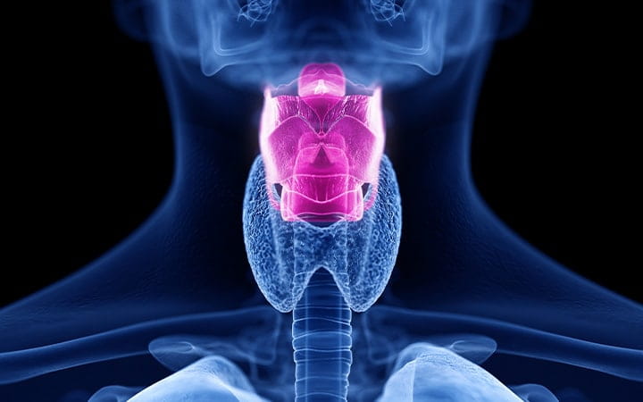 Anatomical illustration of larynx