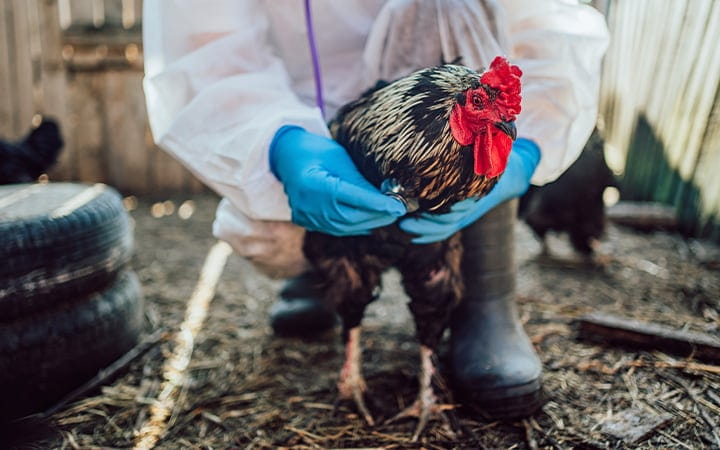 A poultry farmer in a protective suit and gloves carefully holds a rooster, ensuring its health and safety