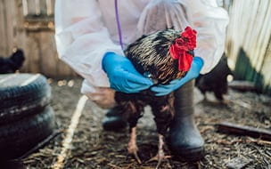 What to Know About the Bird Flu Threat