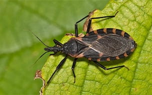 Chagas Disease: When a “Kiss” Can Make You Sick