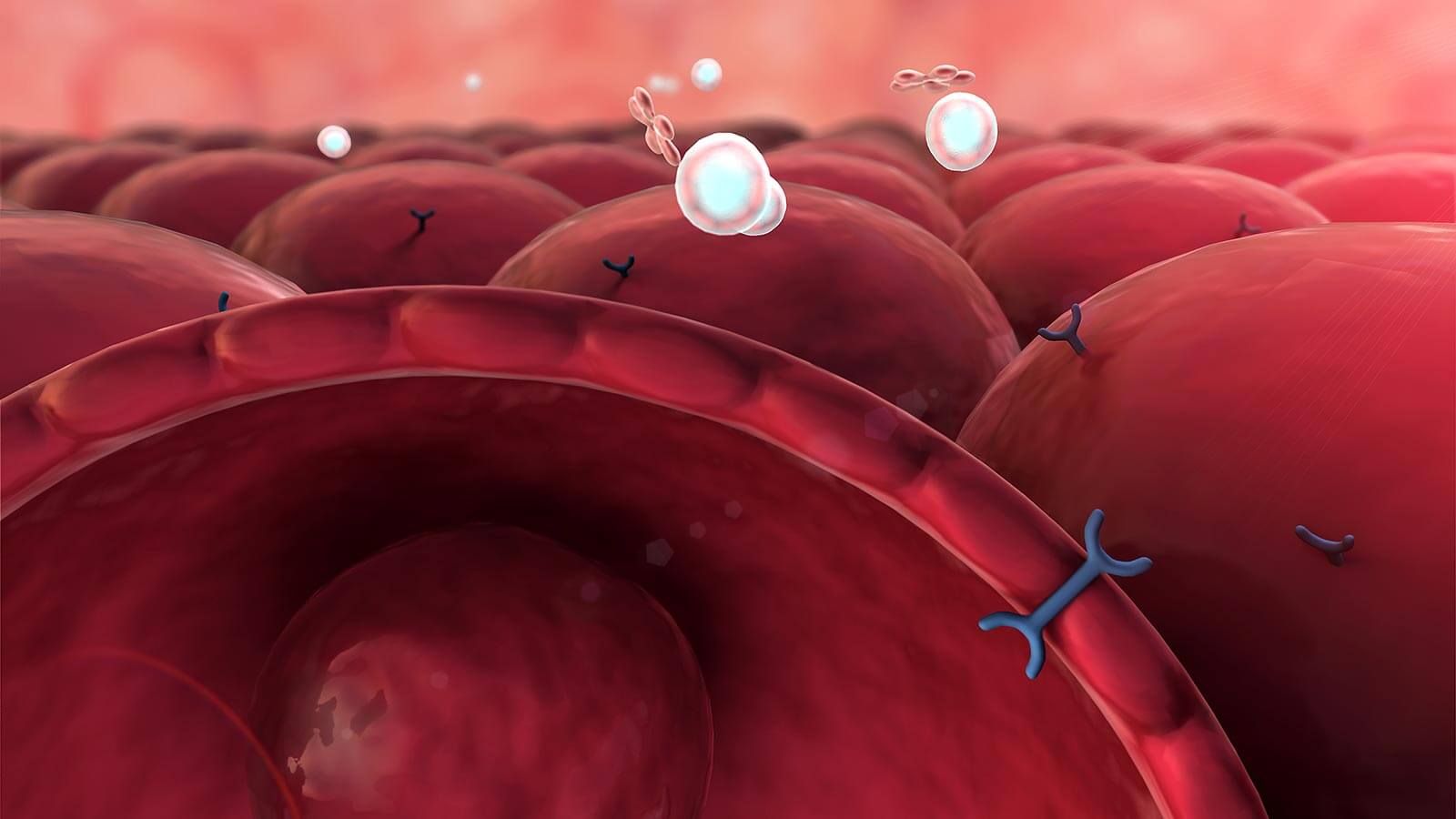 Insulin molecule cell