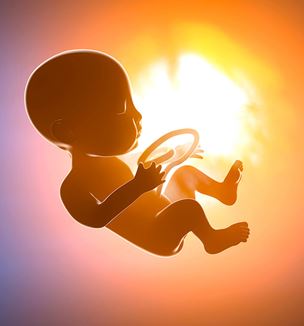 Child in womb illustration