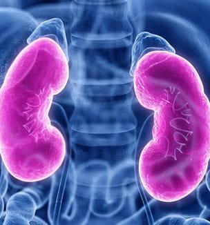 Getty image Kidney illustration