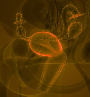 Female reproductive system illustration