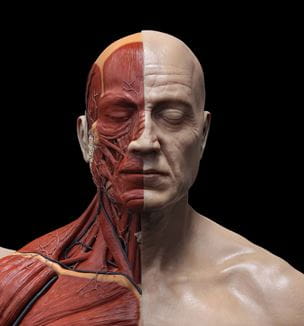 Facial anatomy illustration