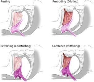 Figure 1 Putative effects of tongue protrudor and retractor stimulation.