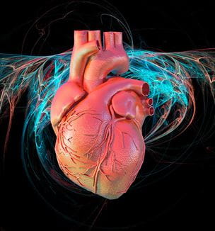 Heart Illustration