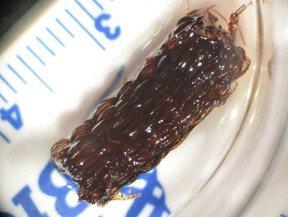 Tendon Repair scaffold seeded with mesenchymal stem cells