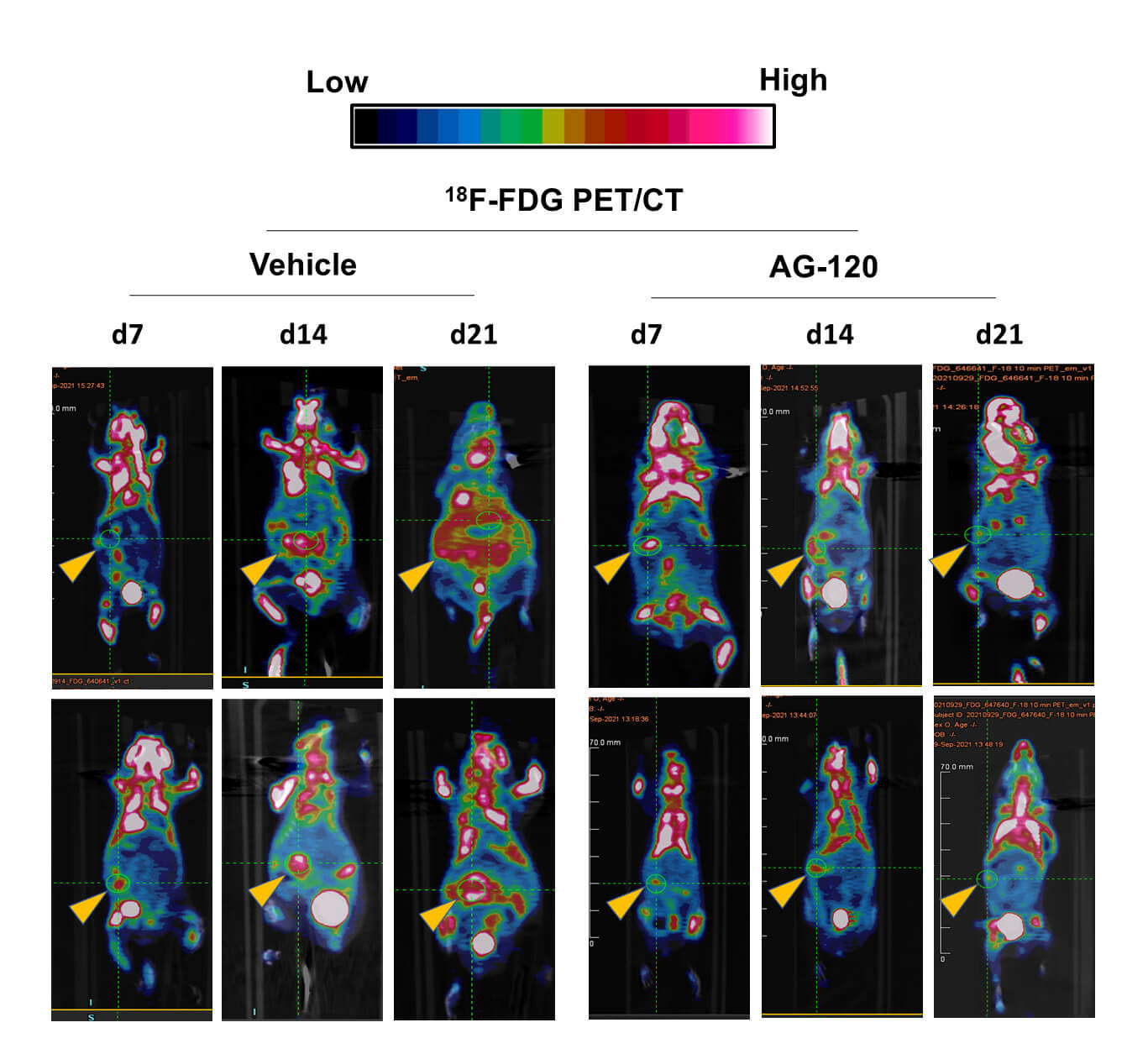 FDG-PET 2 rows
