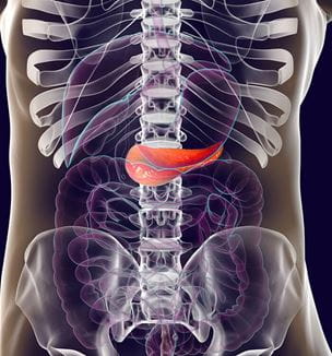 Getty image illustration of human pancreas