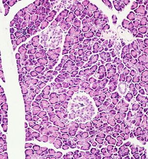 Close up image of pancreatic cells