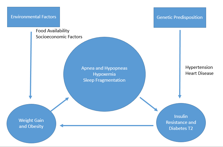 Sleep obesity and cardiovascular health bidirectional graphic