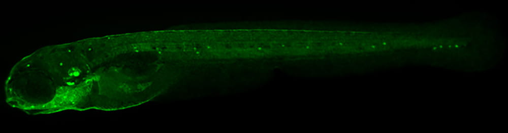 Larval zebrafish that expresses Green Fluorescent Protein in hair cells.