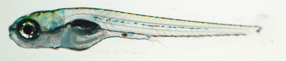 Larval zebrafish imaged under normal light conditions.
