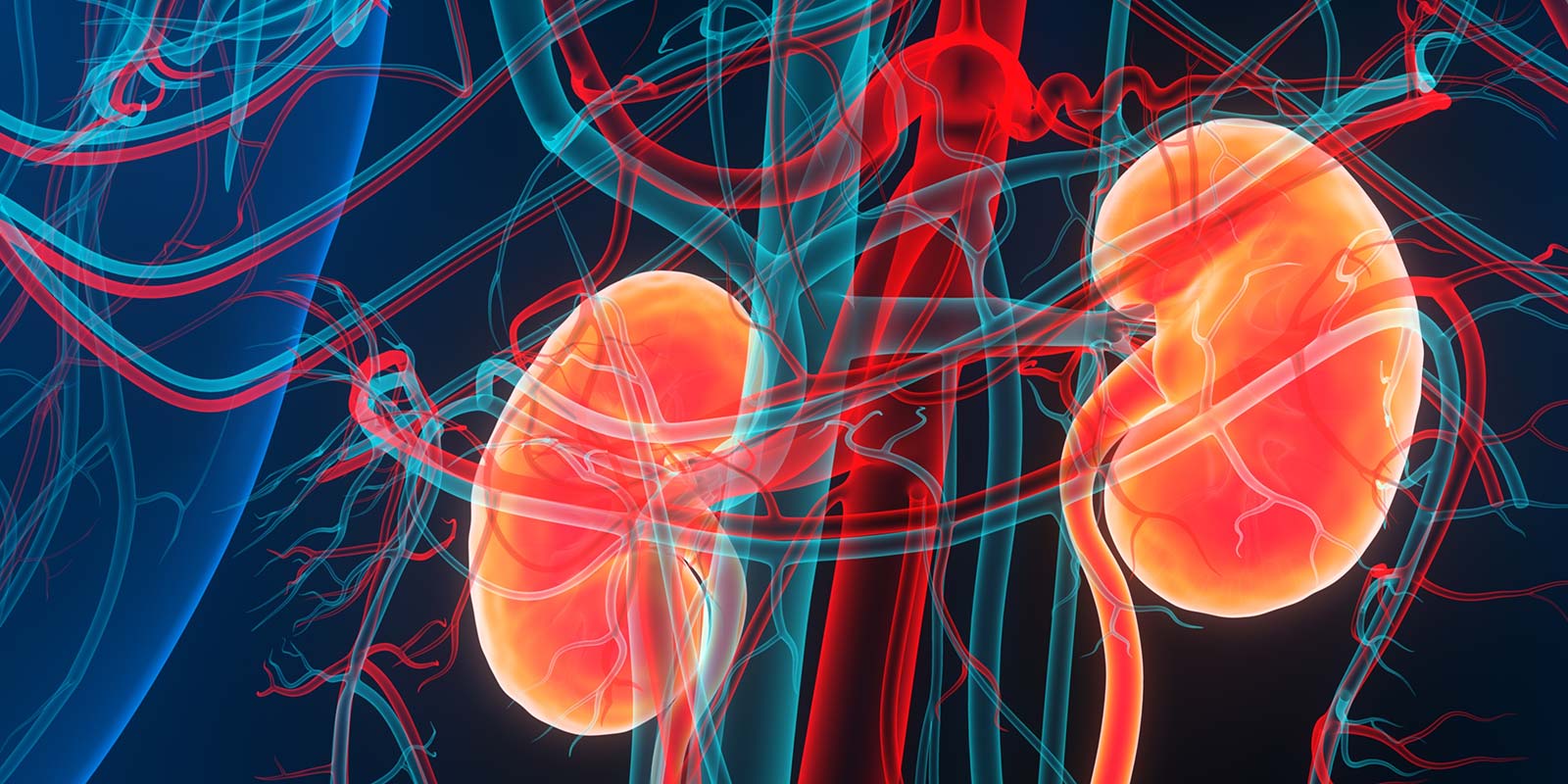 kidney illustration