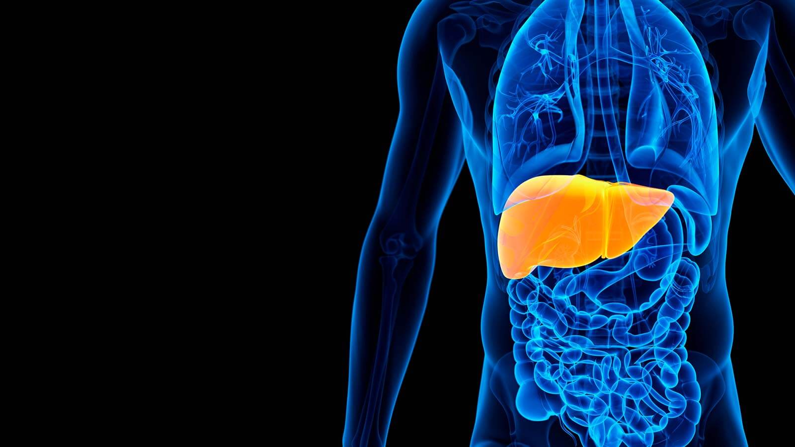 liver illustration