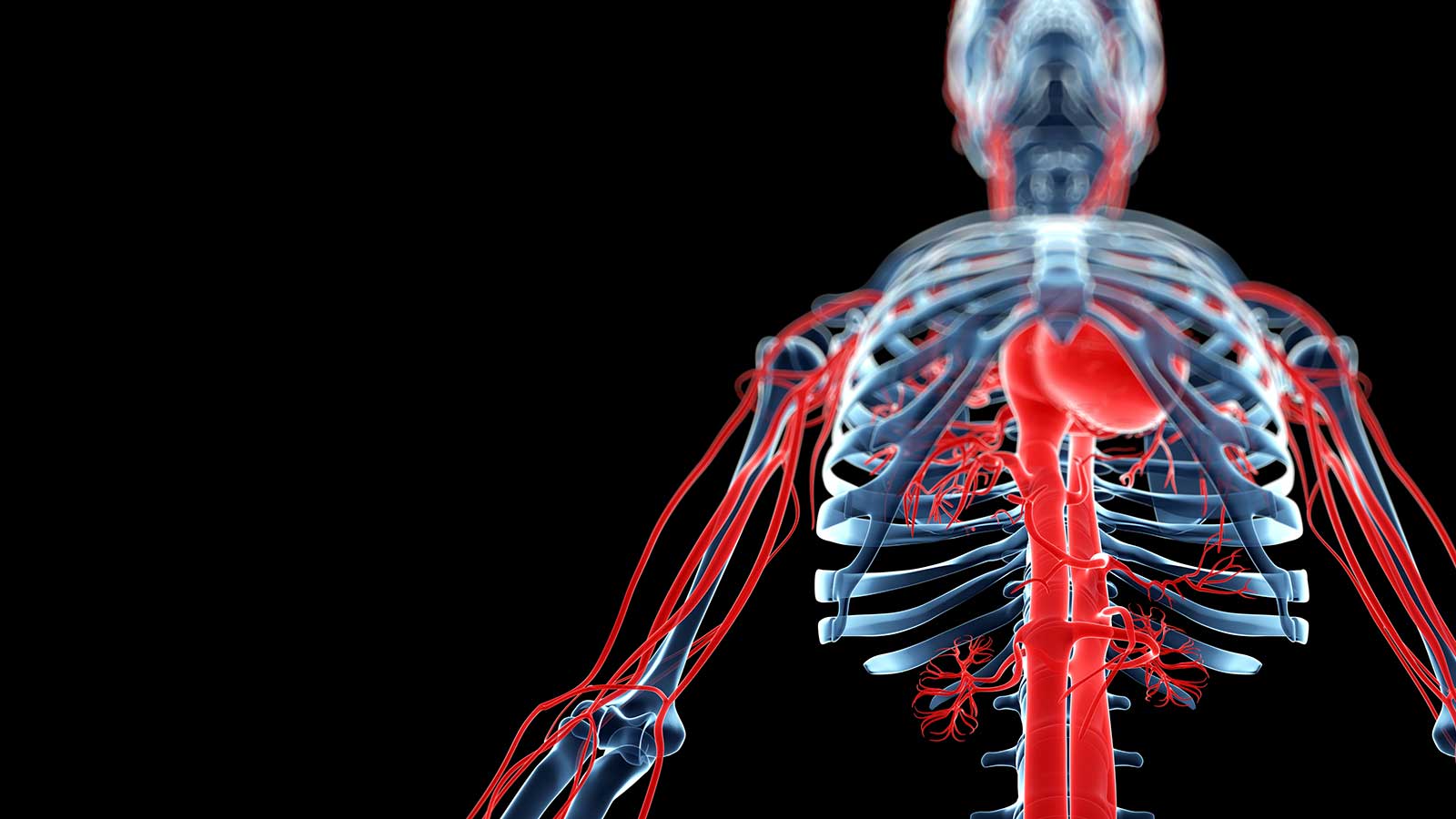vascular system