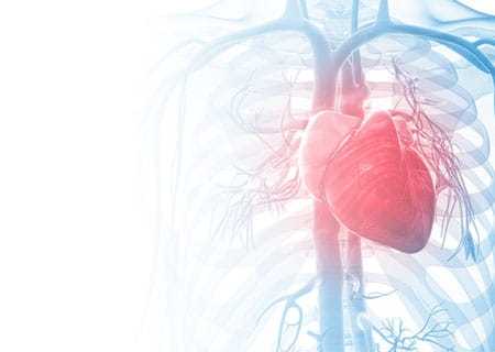 illustration of a heart