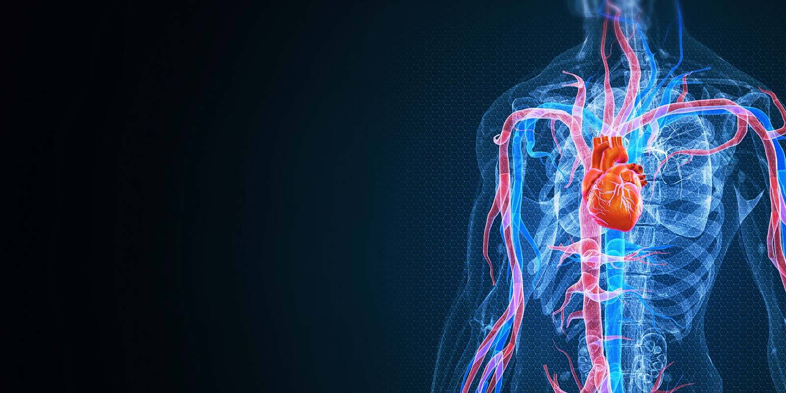 human heart anatomy