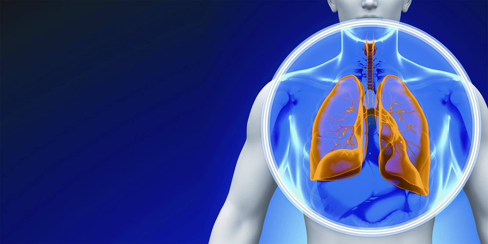 lung illustration